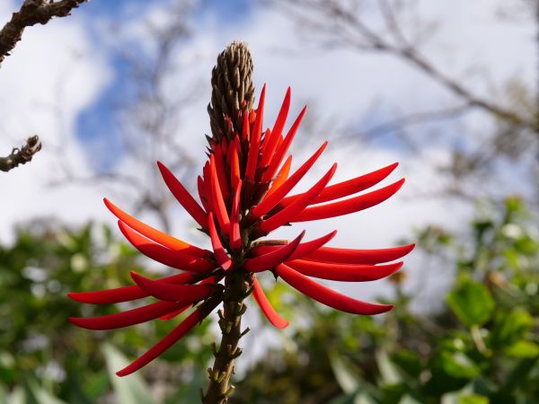 Koraalboom - erythrina corallodendron